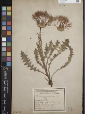 'Cirsium acaulon subsp. acaulon (L.) Scop.', Signatur/Inventar-Nr.: 014886, TU Dresden-Institut für Botanik, CC-BY SA 4.0