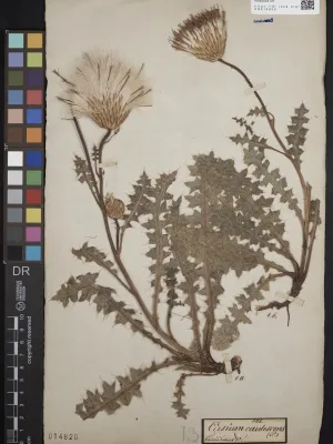 Cirsium acaulon subsp. acaulon (L.) Scop. Signatur/Inventar-Nr.: 014886, TU Dresden-Institut für Botanik